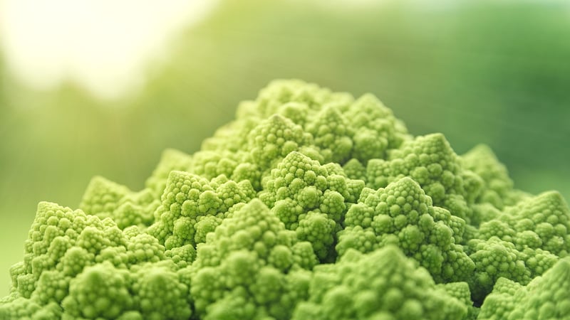 Fresh and Sustainable Foods